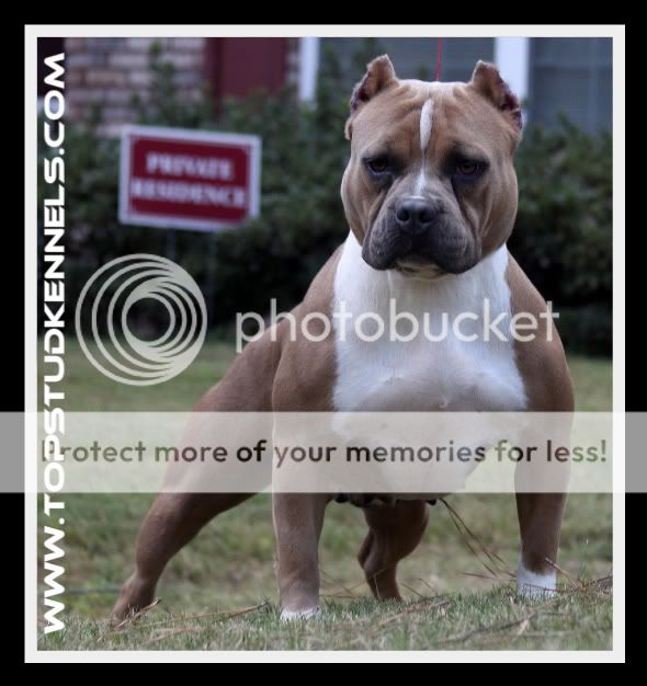 pitbull puppies for sale island american pit bull terrier for sale in staten island new york breeds picture pitbull puppies for sale island american pit bull terrier for sale in staten island new york breeds picture