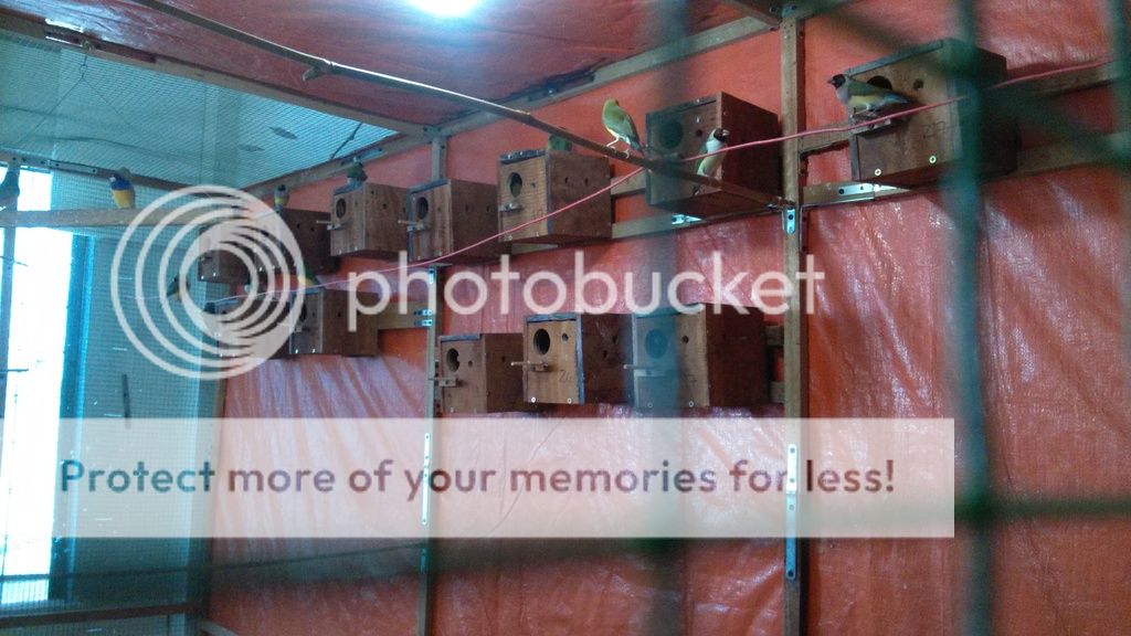 Tiền Giang - Cần Tìm Lái Thu Chim Manh Manh Bảy Màu. - 6