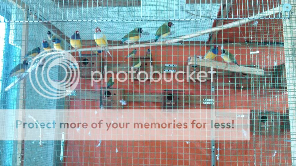 Tiền Giang - Cần Tìm Lái Thu Chim Manh Manh Bảy Màu. - 4