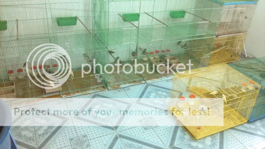 Tiền Giang - Cần Tìm Lái Thu Chim Manh Manh Bảy Màu.