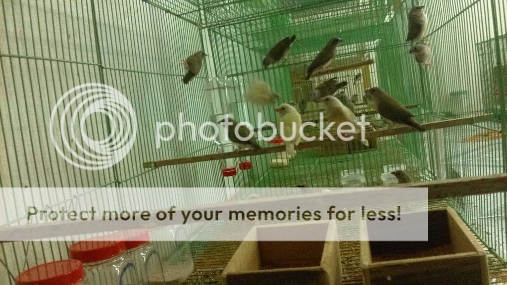 Tiền Giang - Cần Tìm Lái Thu Chim Manh Manh Bảy Màu. - 1