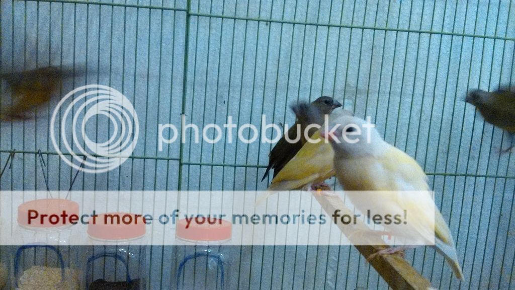 Tiền Giang - Cần Tìm Lái Thu Chim Manh Manh Bảy Màu. - 3