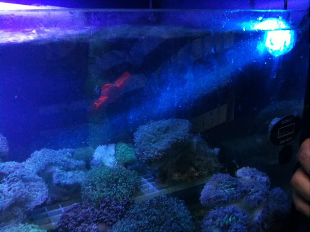 Moon light blue LED spot light aquarium 110V220V 1W waterproof