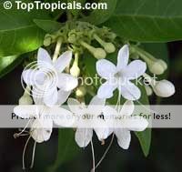 Clerodendrumheterophyllum.jpg