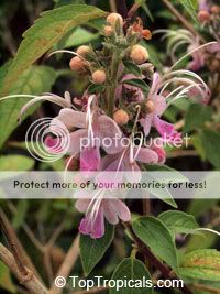 Clerodendrummastacanthum.jpg