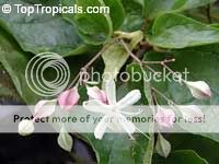 Clerodendrumtrichotomum-cvet.jpg